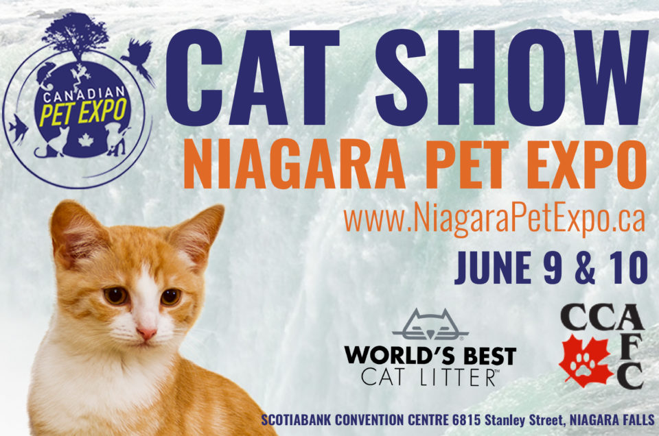 What is a Cat Show?